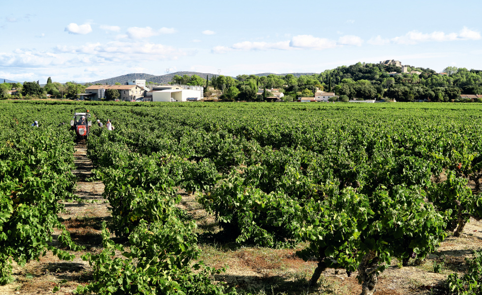 Le territoire est classé 1ère région viticole mondiale selon Sud de France Développement @bruno doan